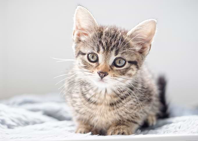 Cute Kitten