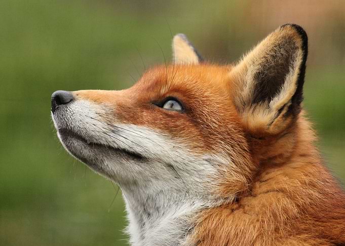 FOX