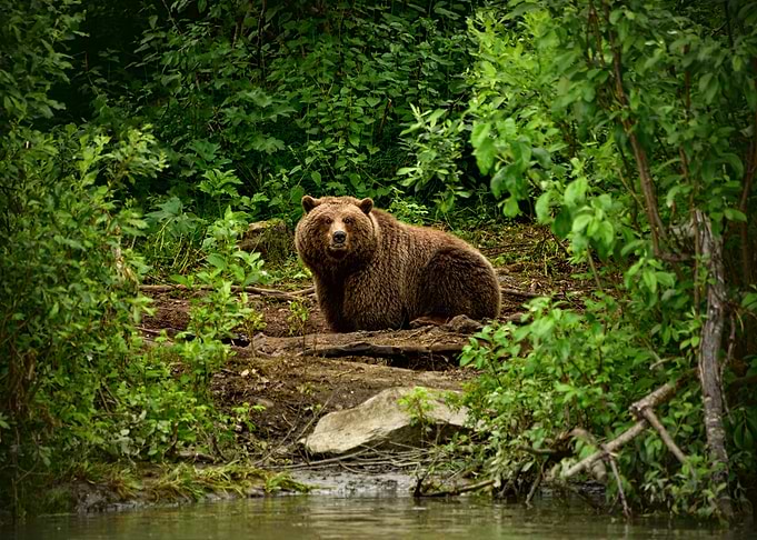 Brown Bear