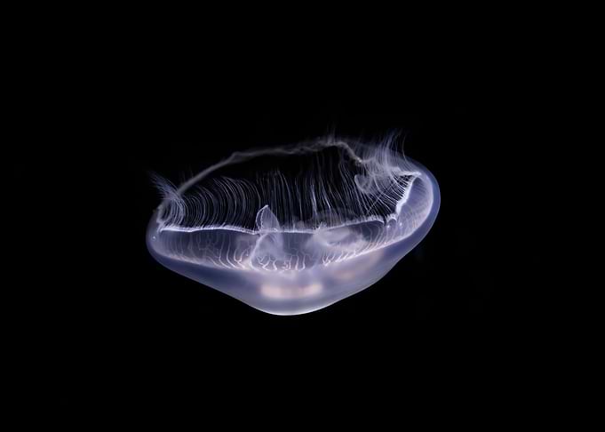Jelly 83