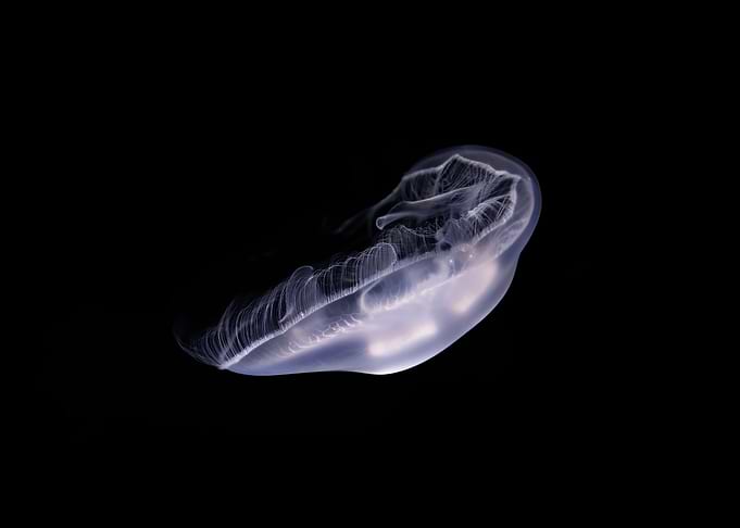 Jelly 84