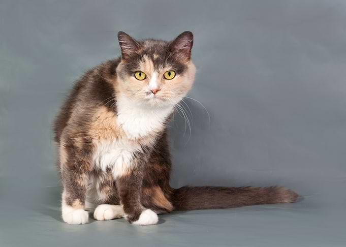 Cute Cat