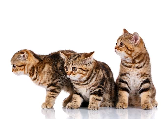 Kittens