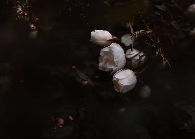 Delicate Trio