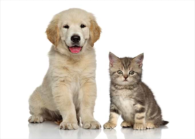 Kitten and Puppy