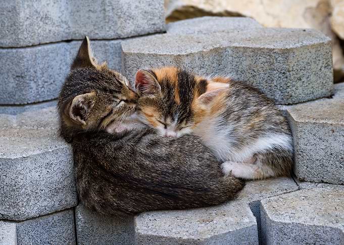 Cute Cats