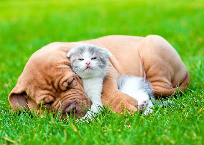 Kitten and dog