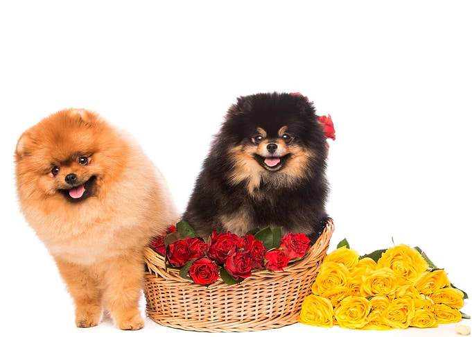 Cute Dogs