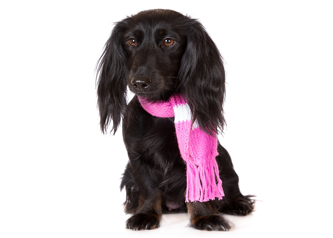 Dachshund Dog