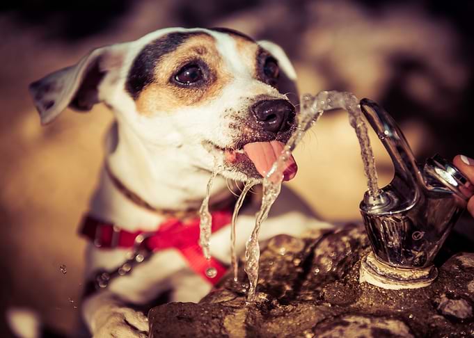 Cute Dog
