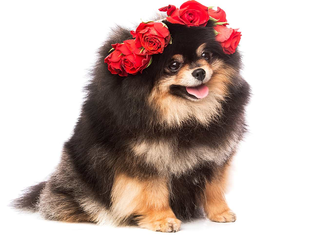 Cute Dog