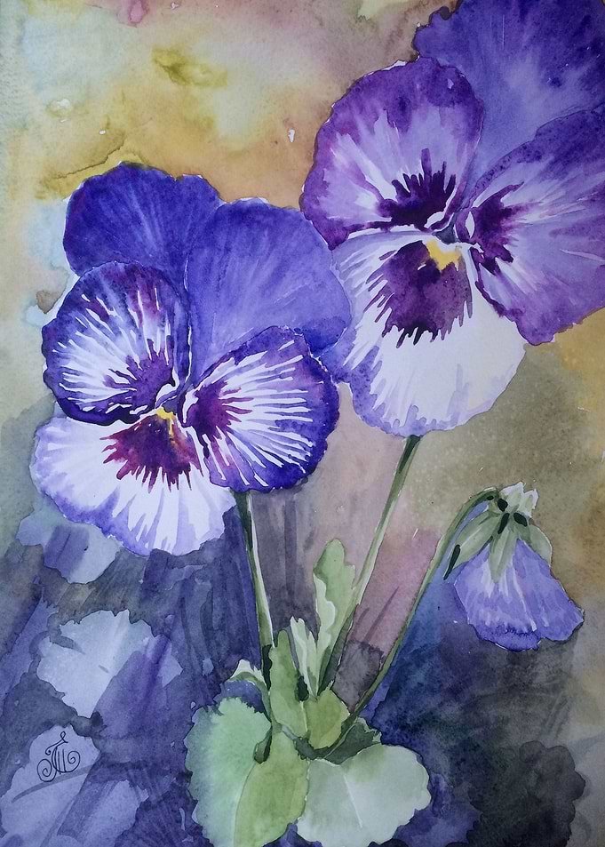 Blooming pretty pansies