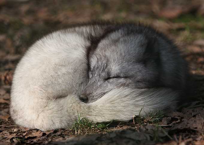 ARCTIC FOX