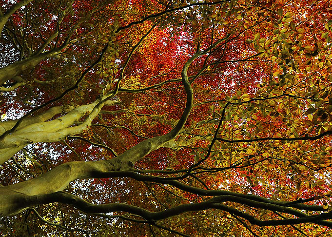 Nature Abstract