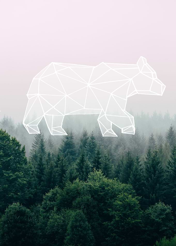 big bear forest