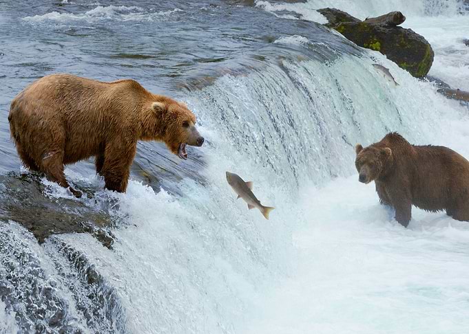 Brown Bears