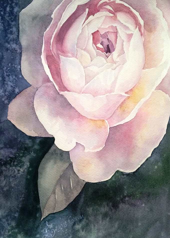 Tender rose bud