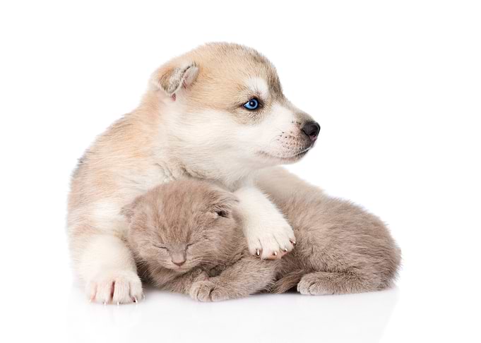 Kitten and Puppy