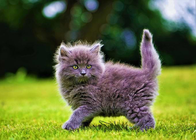 Cute Kitten