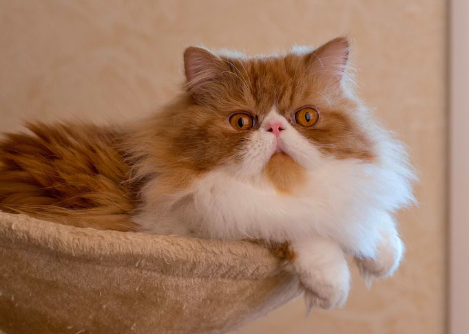 Cute Cat