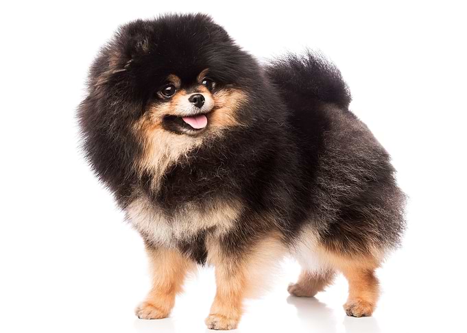 Ground Spitz