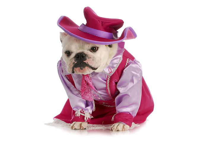 Funny Cute Bulldog