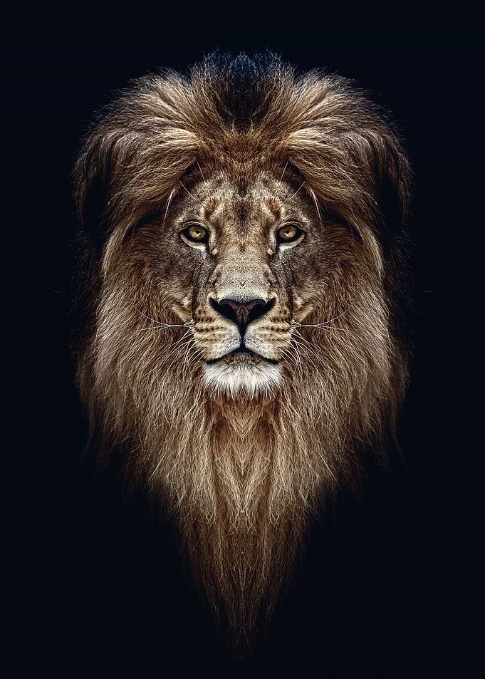 Lion head wild