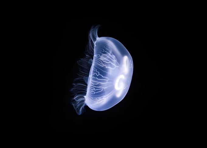 Jelly 76