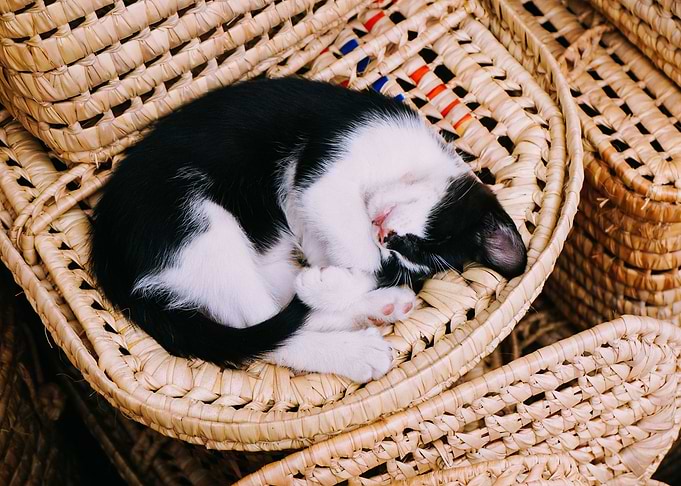 Cute Cat
