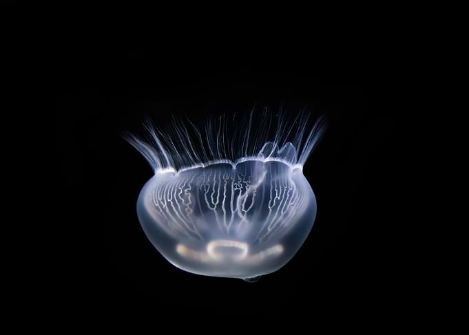 Jelly 74