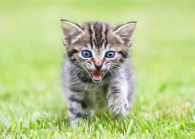 Cute Baby kitten
