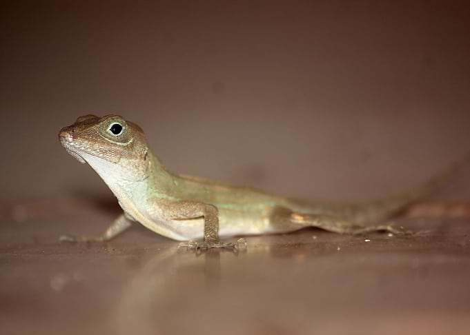 Lizard