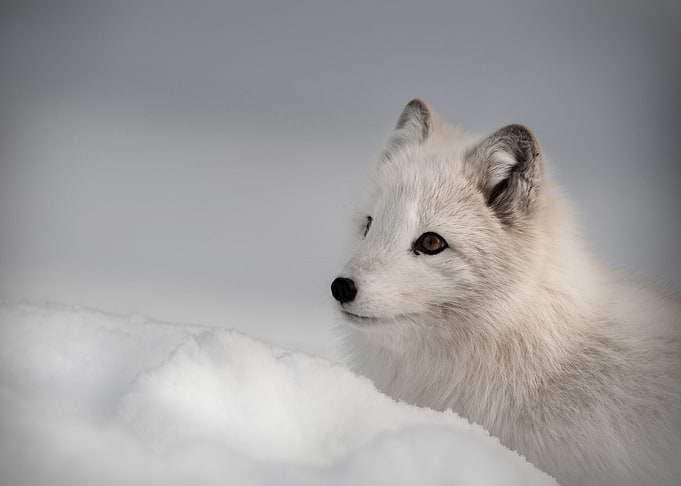 ARCTIC FOX