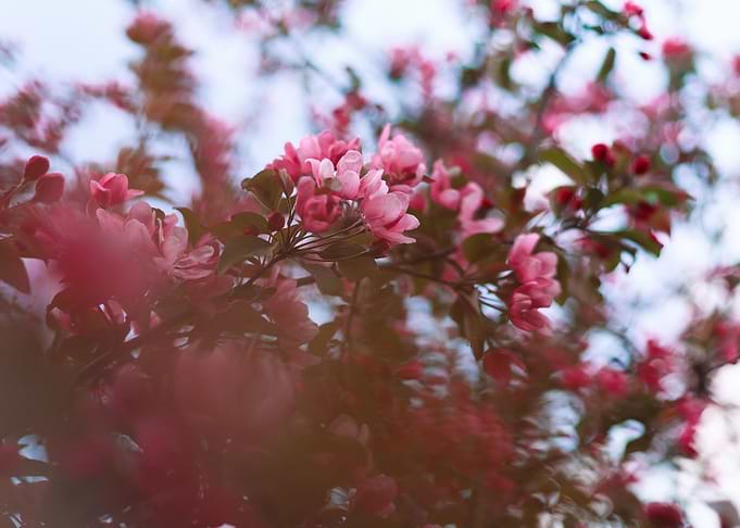 Delicate beauty of hawthor