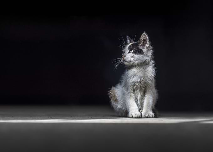 Baby Kitten