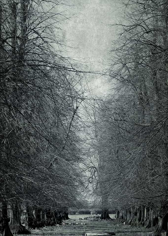Woodland
