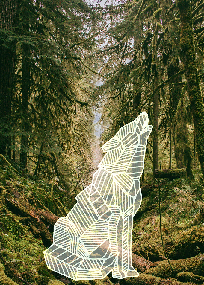 forest wolf