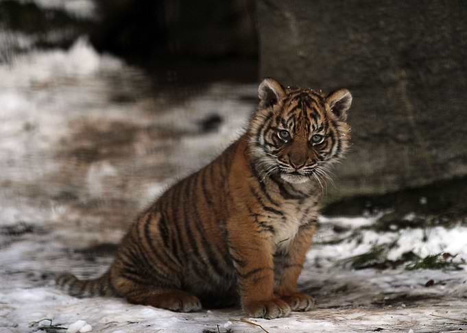 Baby tiger