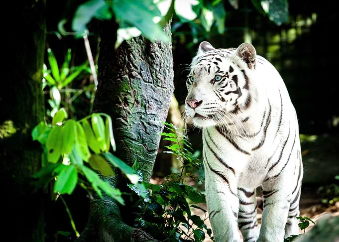 Majestic Tiger