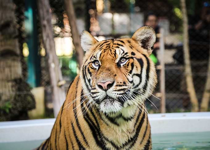 Majestic Tiger