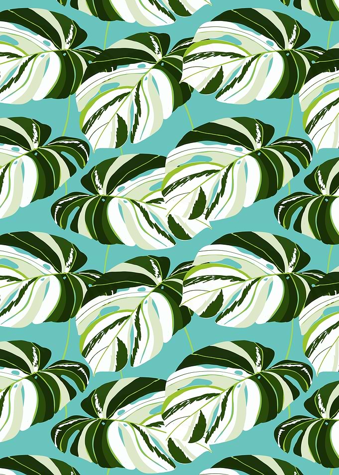 Summer Variegated Monstera
