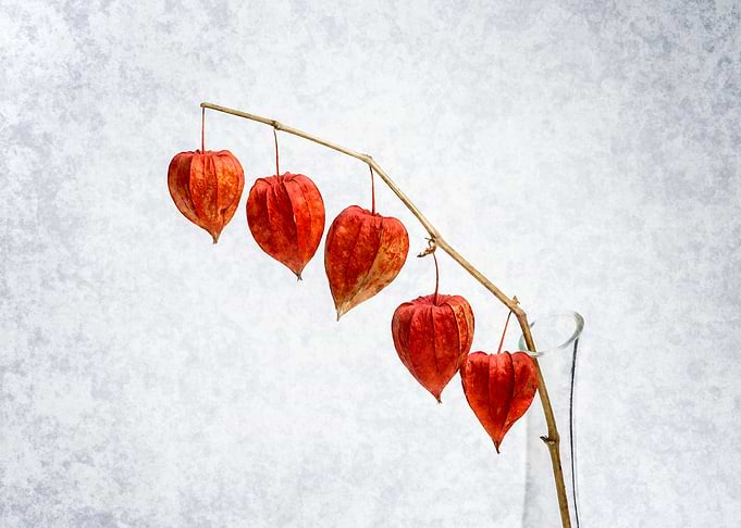 Chinese Lanterns