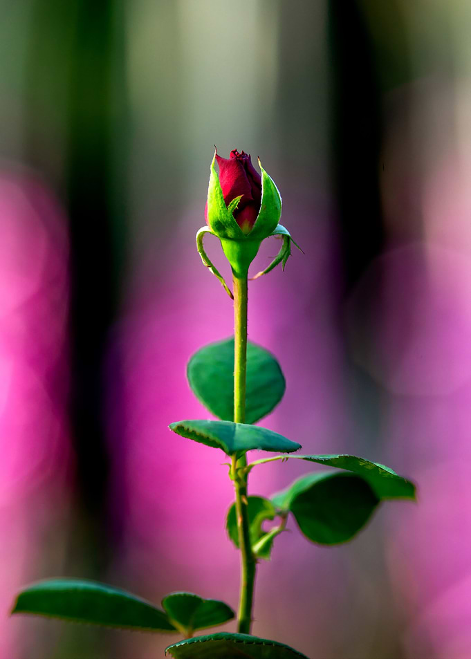 Young Rose Flower