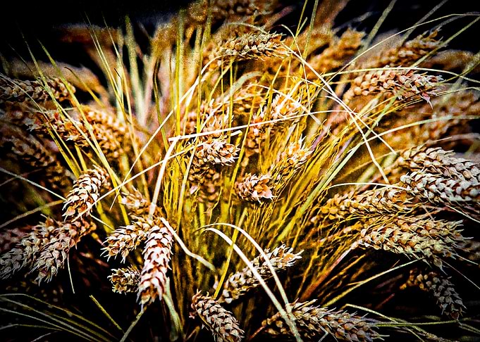Heads Of Wheat