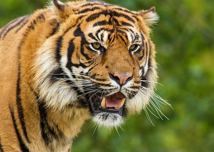 Majestic Tiger