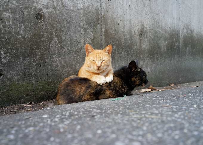 Cats