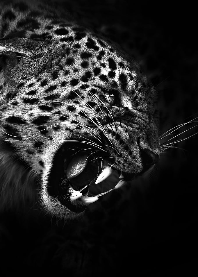 angry leopard head poster