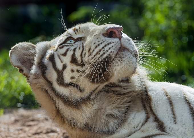 White Tiger