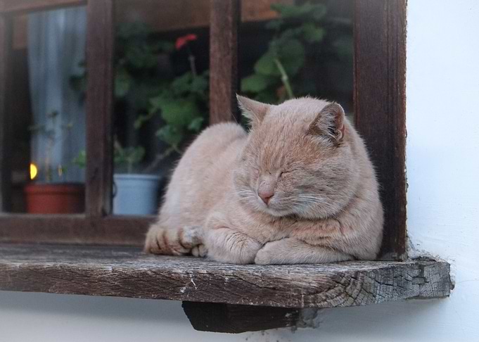 Sleepy Cat