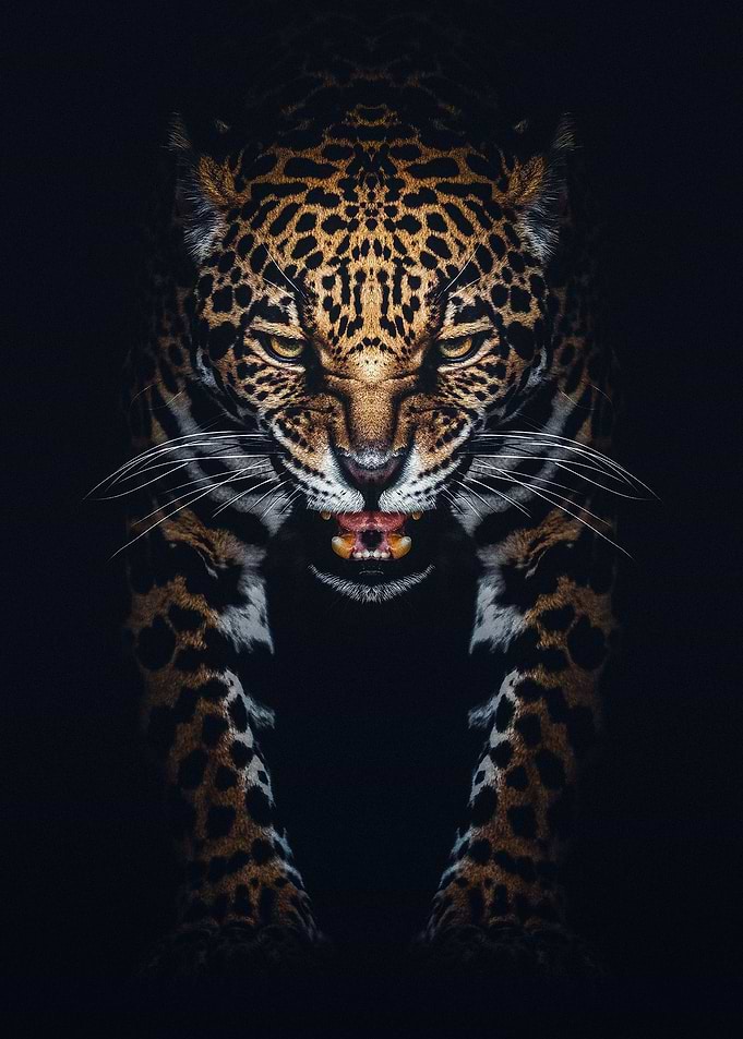 angry leopard face poster